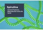 Spirulina-General Features, Reproduction, Economic Importance and Life Cycle