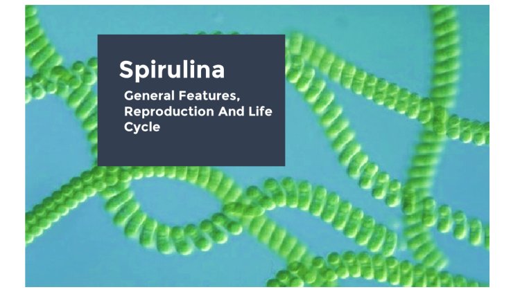 Spirulina-General Features, Reproduction, Economic Importance and Life Cycle